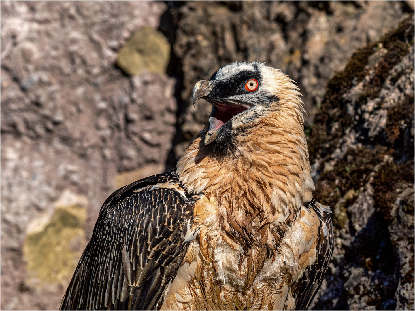 Elternteil im Tierpark Goldau