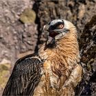 Elternteil im Tierpark Goldau