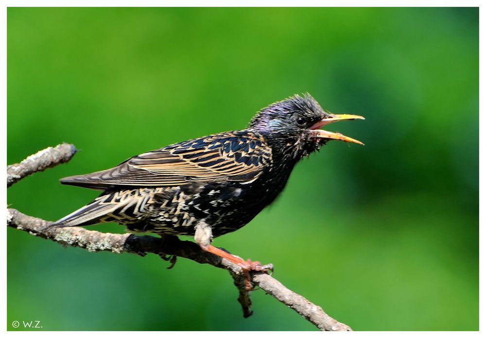 ---- Elternteil Star ---- ( Surnus vulgaris )