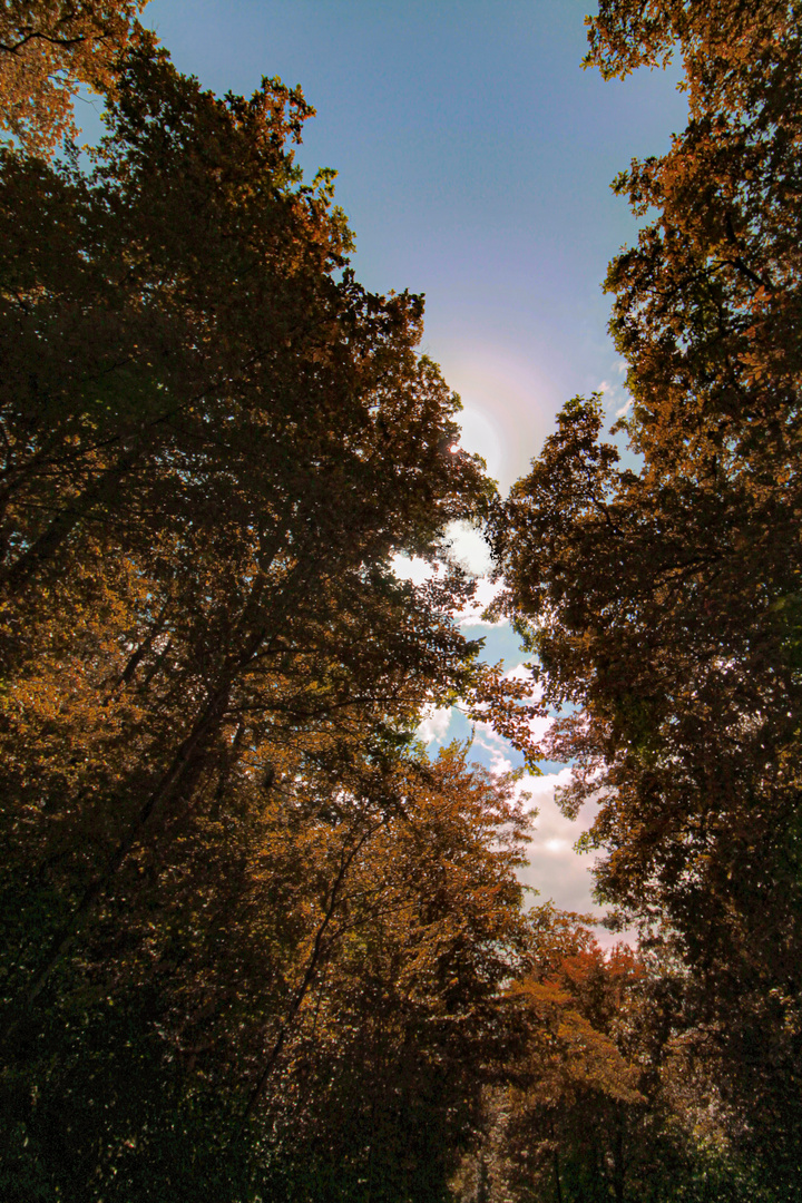 Eltz Forest