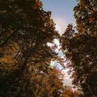 Eltz Forest