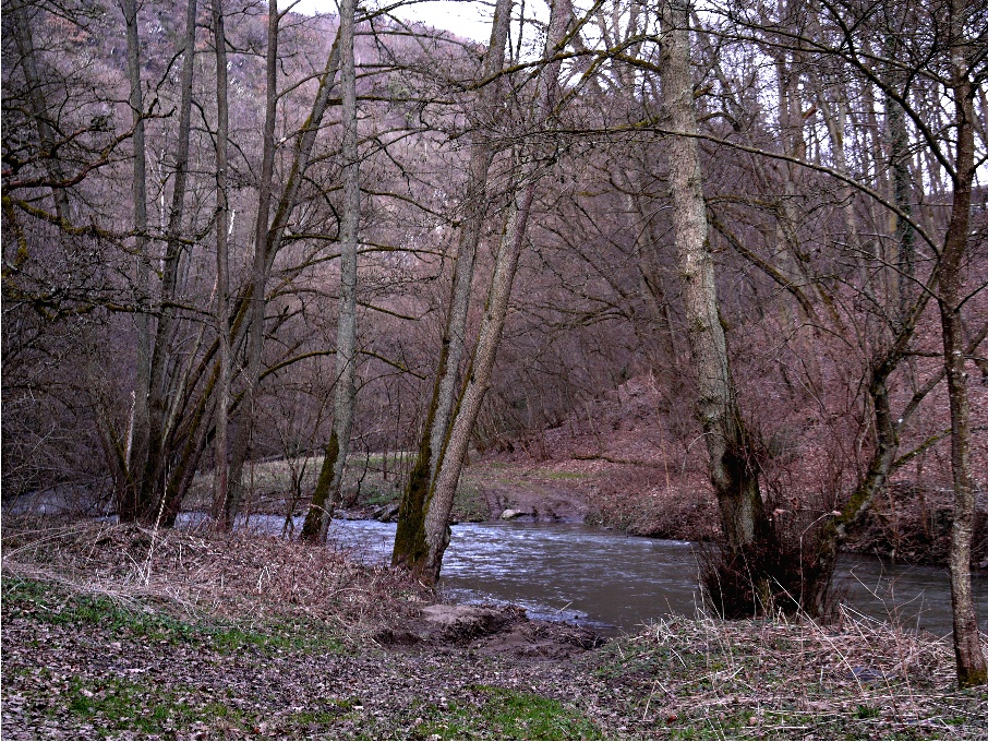 Eltzbach im Vorfrühling