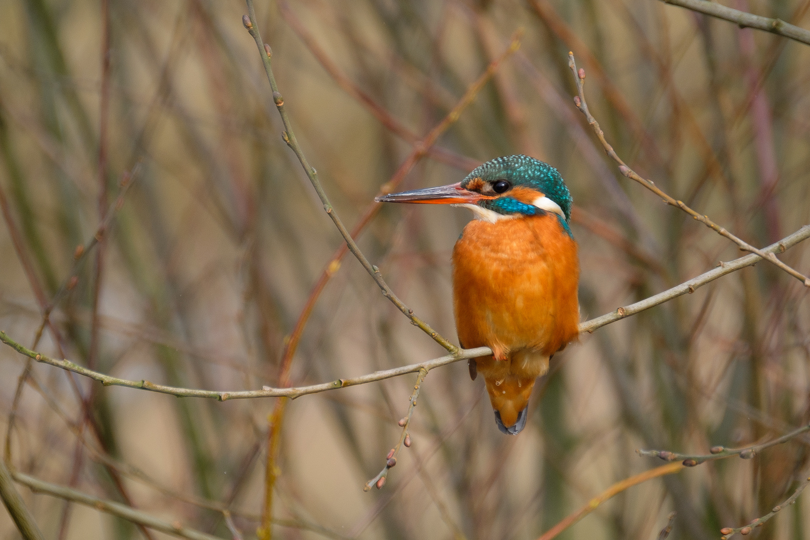Elvira 2 Foto & Bild tiere, wildlife, wild lebende vögel Bilder auf