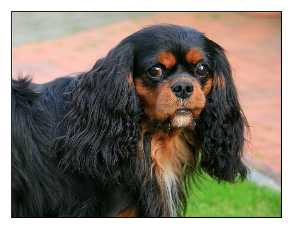 Elvis aus Voerde / Niederrhein