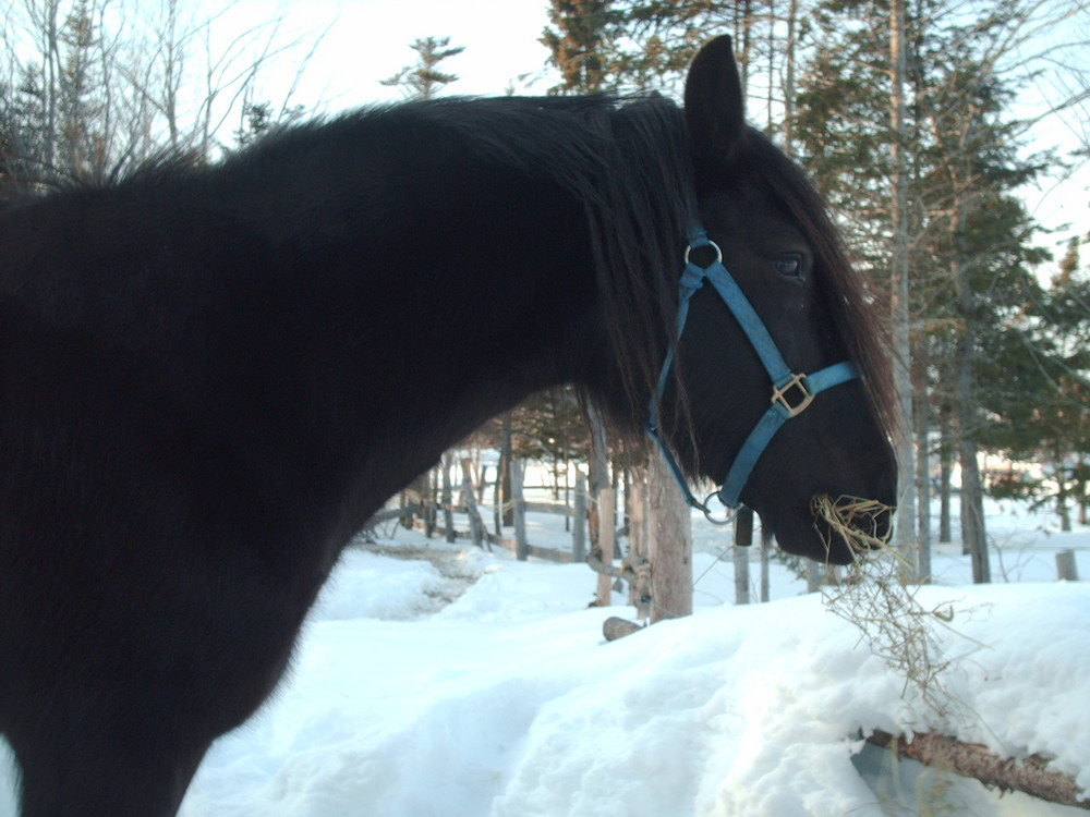 Elvis, hongre canadien