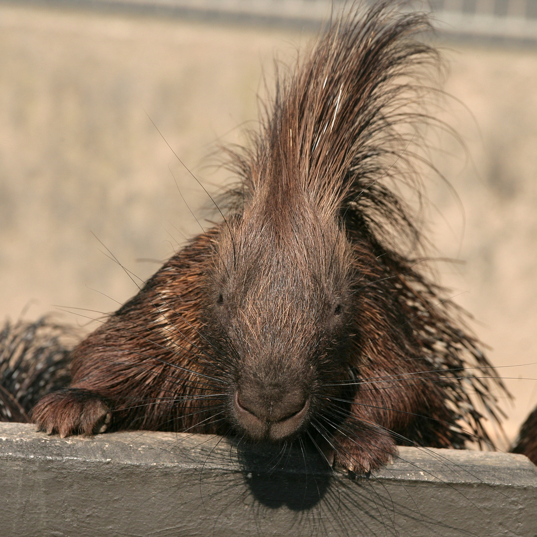 Elvis lebt !