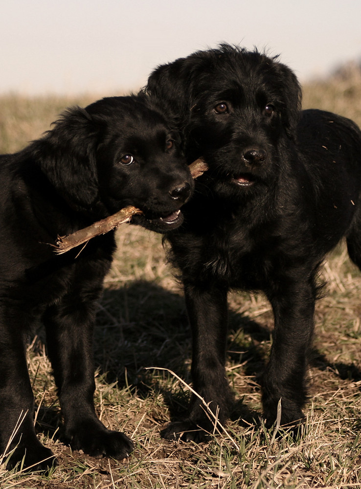 Elvis & Pepe von Mareen R.