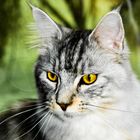 Elvis, the Maincoon