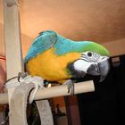 Elwood