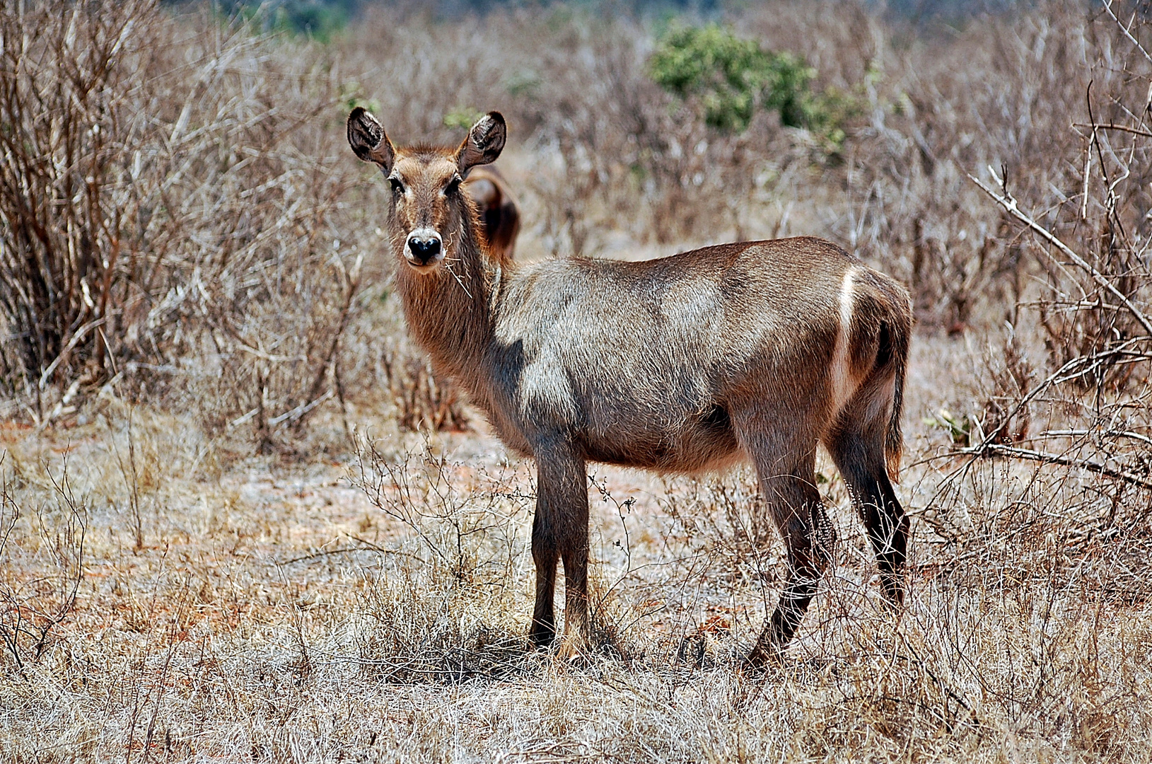 Elypsen Wasserbock