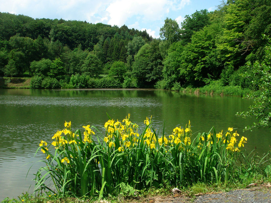 Elz - Fischteich an der Mordschau