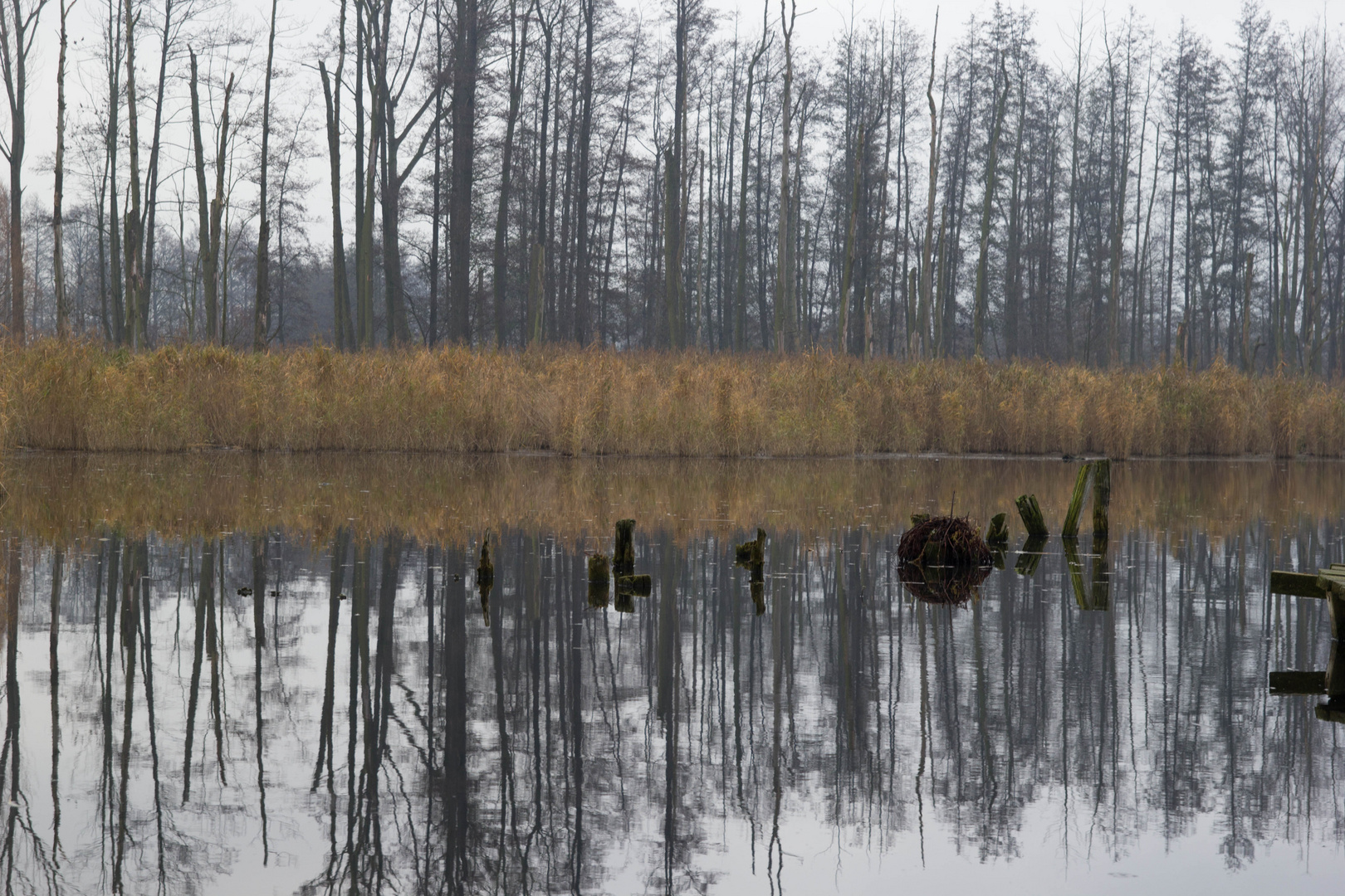 Elzer Teiche im Winter