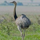 Ema (Rhea americana)