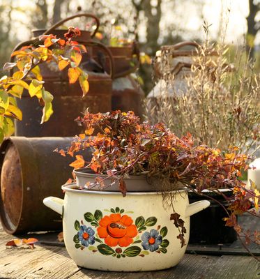 Emailletopf mit Pflanzen