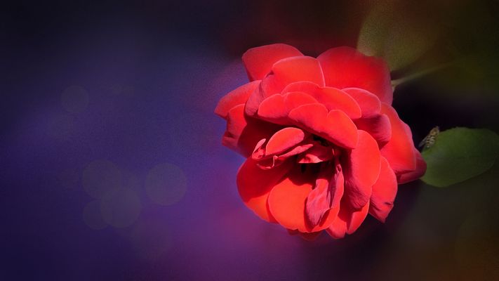 ... emanation of Rosa