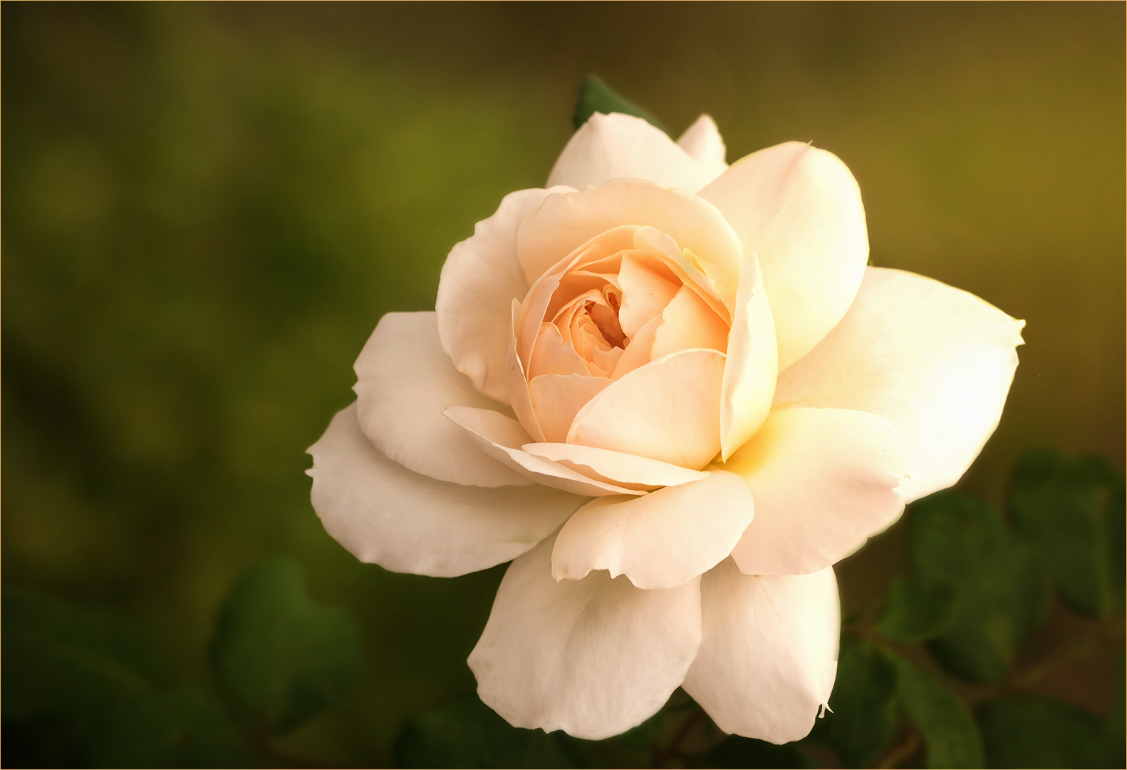 "Emanuel"  ~  September-Rose....