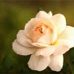 "Emanuel"  ~  September-Rose....