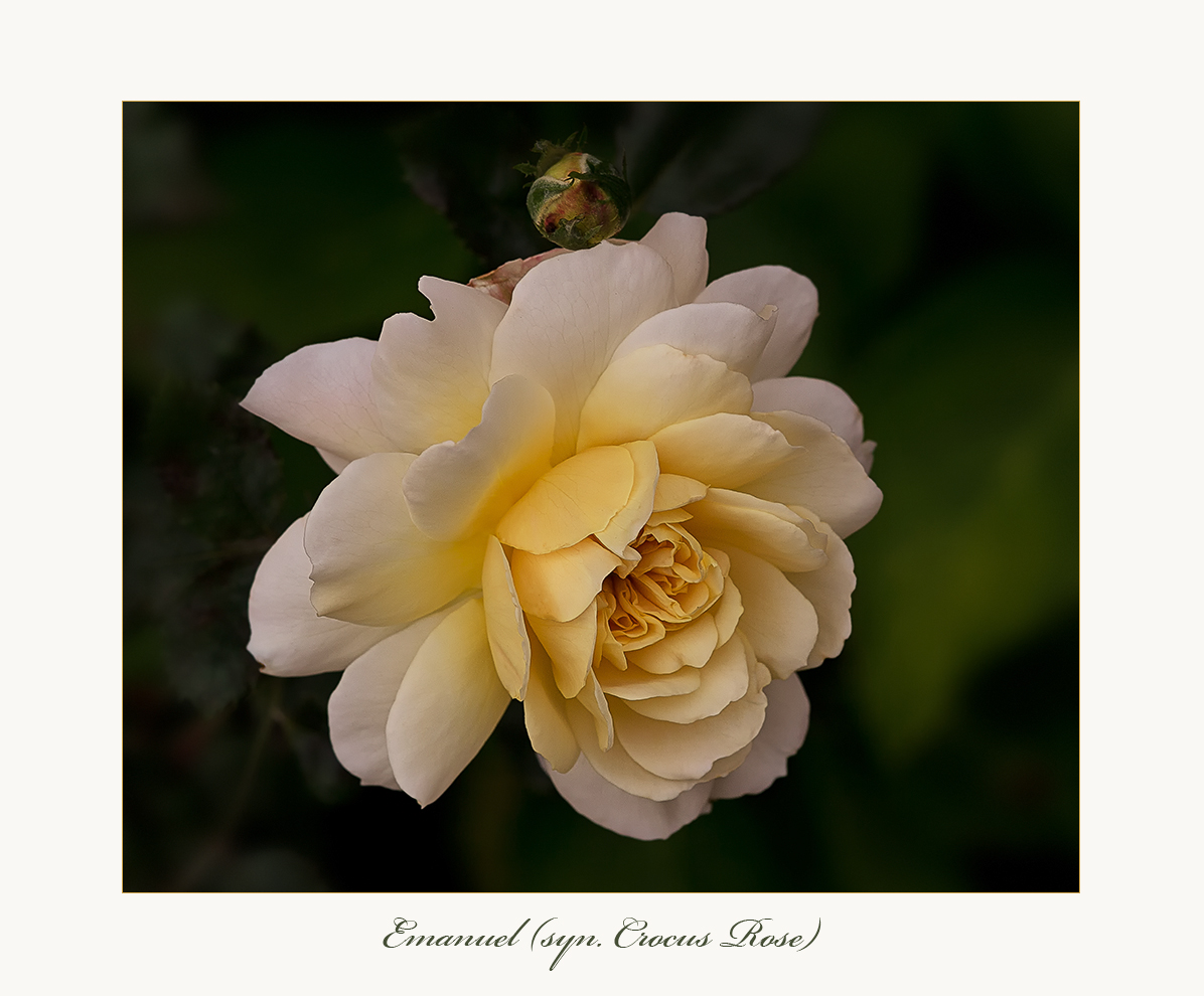 Emanuel (syn. Crocus Rose)