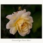 Emanuel (syn. Crocus Rose)