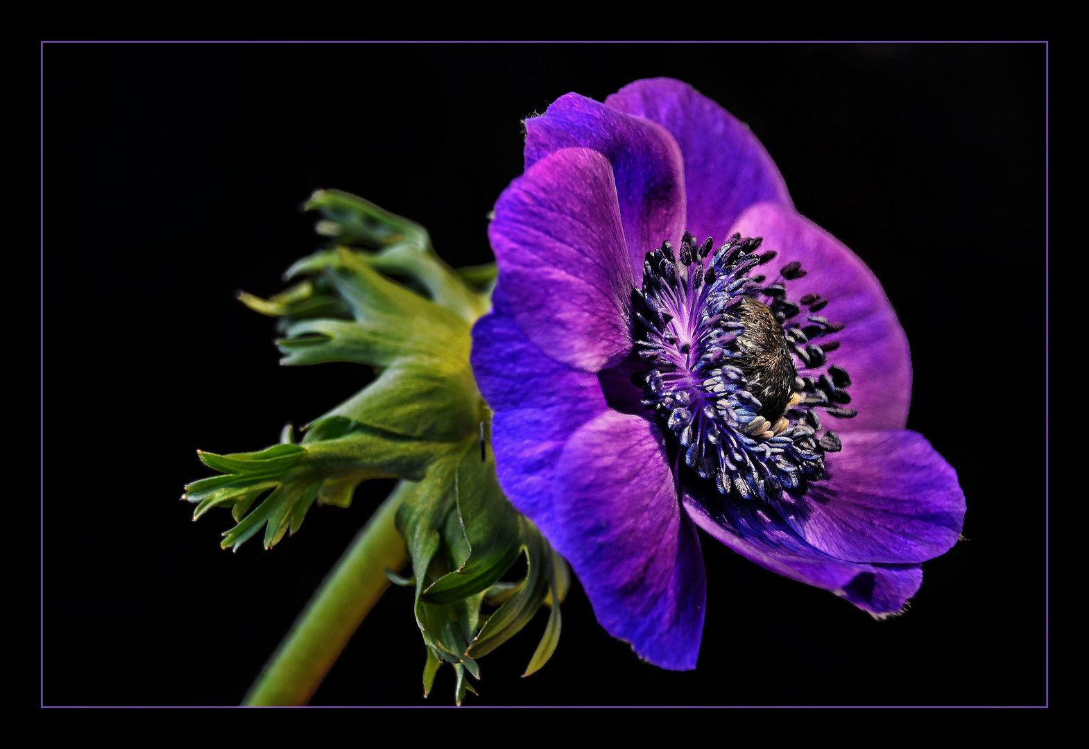 Emanzen-Anemone (ganz in Lila) ;--))    ;--)))