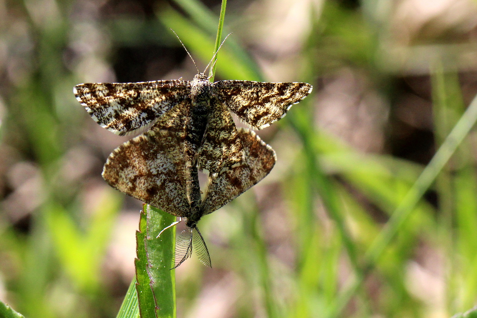 Ematurga atomaria