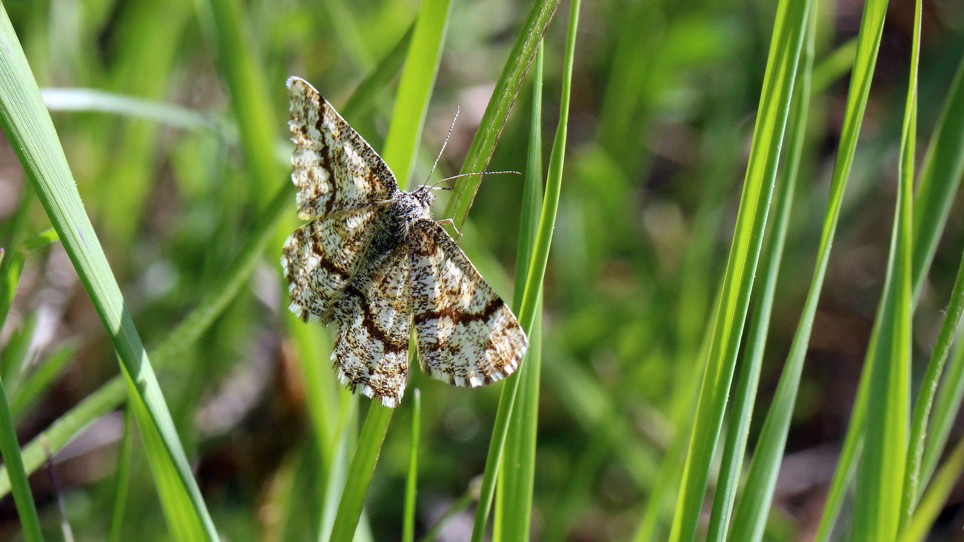 Ematurga atomaria