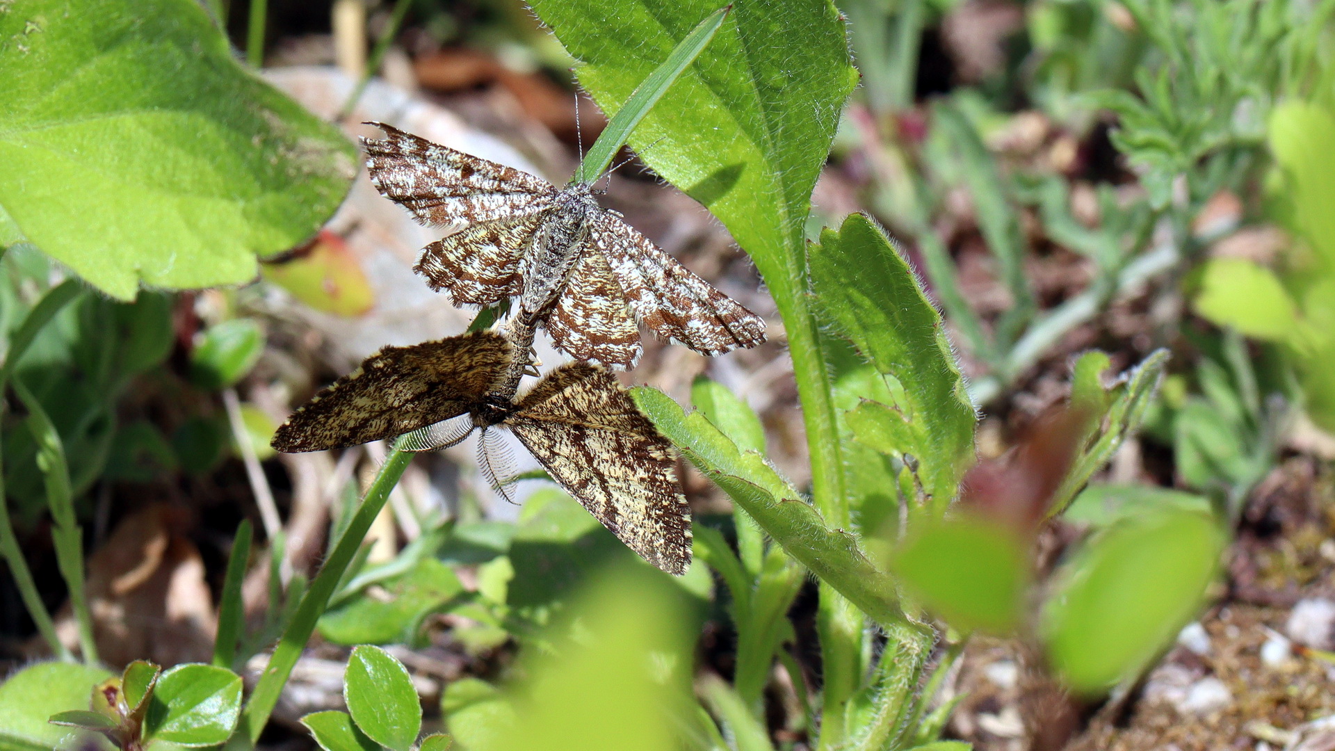 Ematurga atomaria