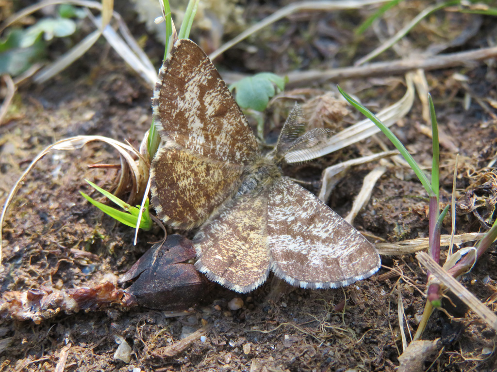  Ematurga atomaria- Heidekrautspanner 