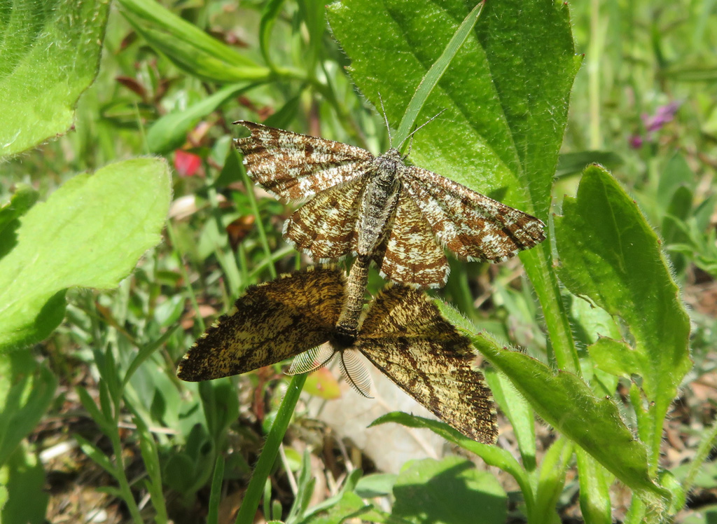 Ematurga atomaria- Heidekrautspanner bei der Paarung