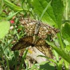 Ematurga atomaria- Heidekrautspanner bei der Paarung