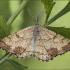 Ematurga atomaria MASCHIO (Linnaeus, 1758)