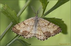 Ematurga atomaria MASCHIO (Linnaeus, 1758)