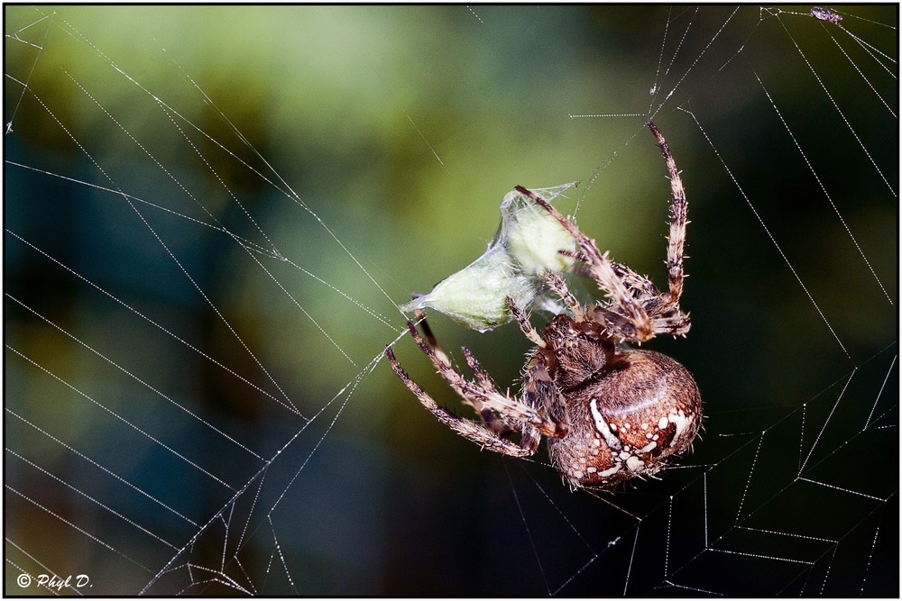 Emballage de la prise !