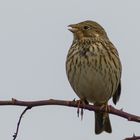 Emberiza calandra