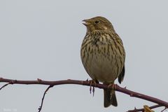 Emberiza calandra