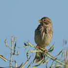 Emberiza calandra