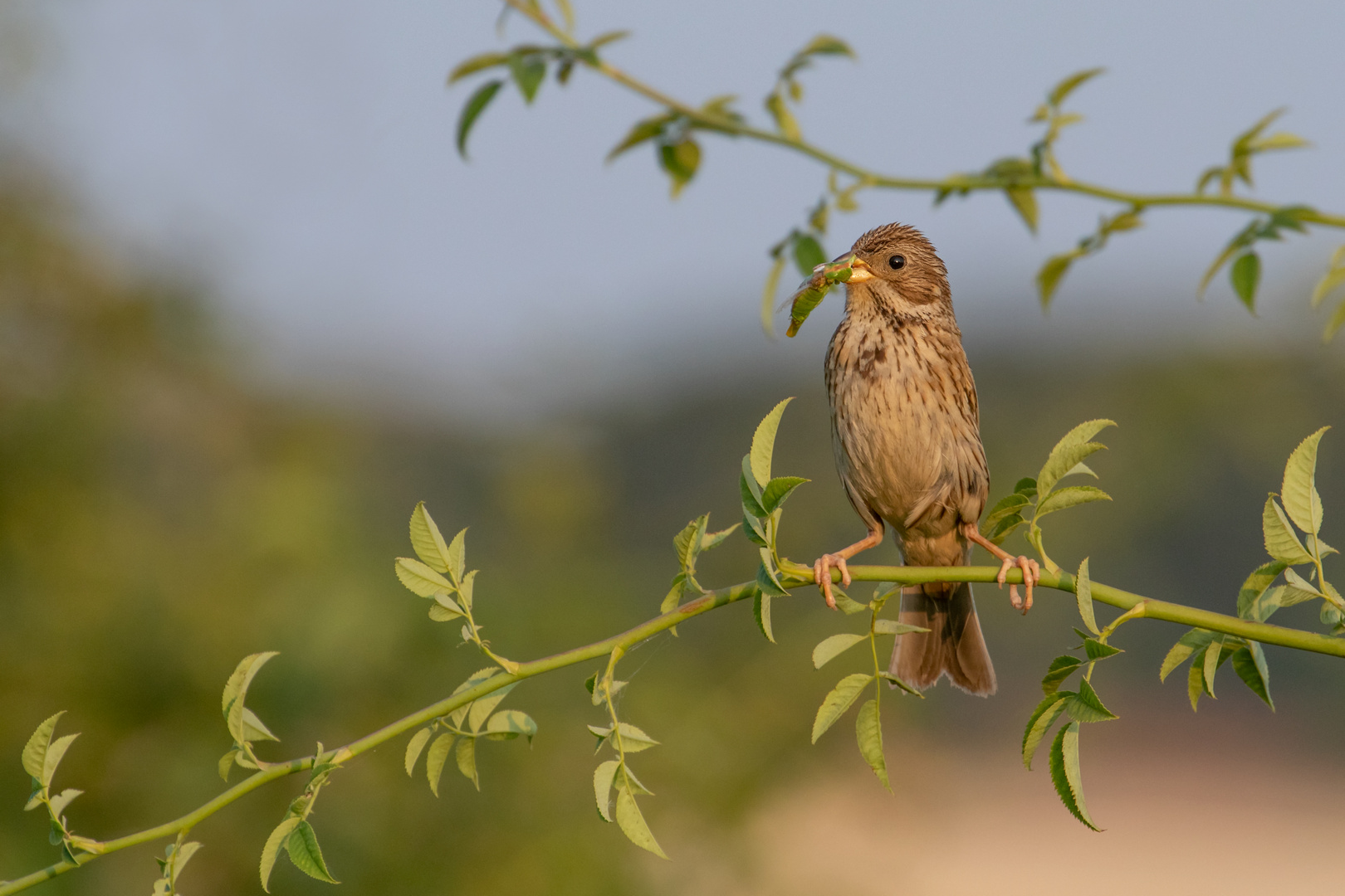 Emberiza calandra - Grauammer