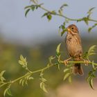 Emberiza calandra - Grauammer