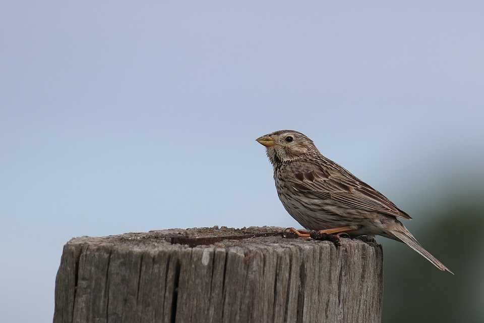 Emberiza calandra - Grauammer