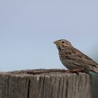 Emberiza calandra - Grauammer