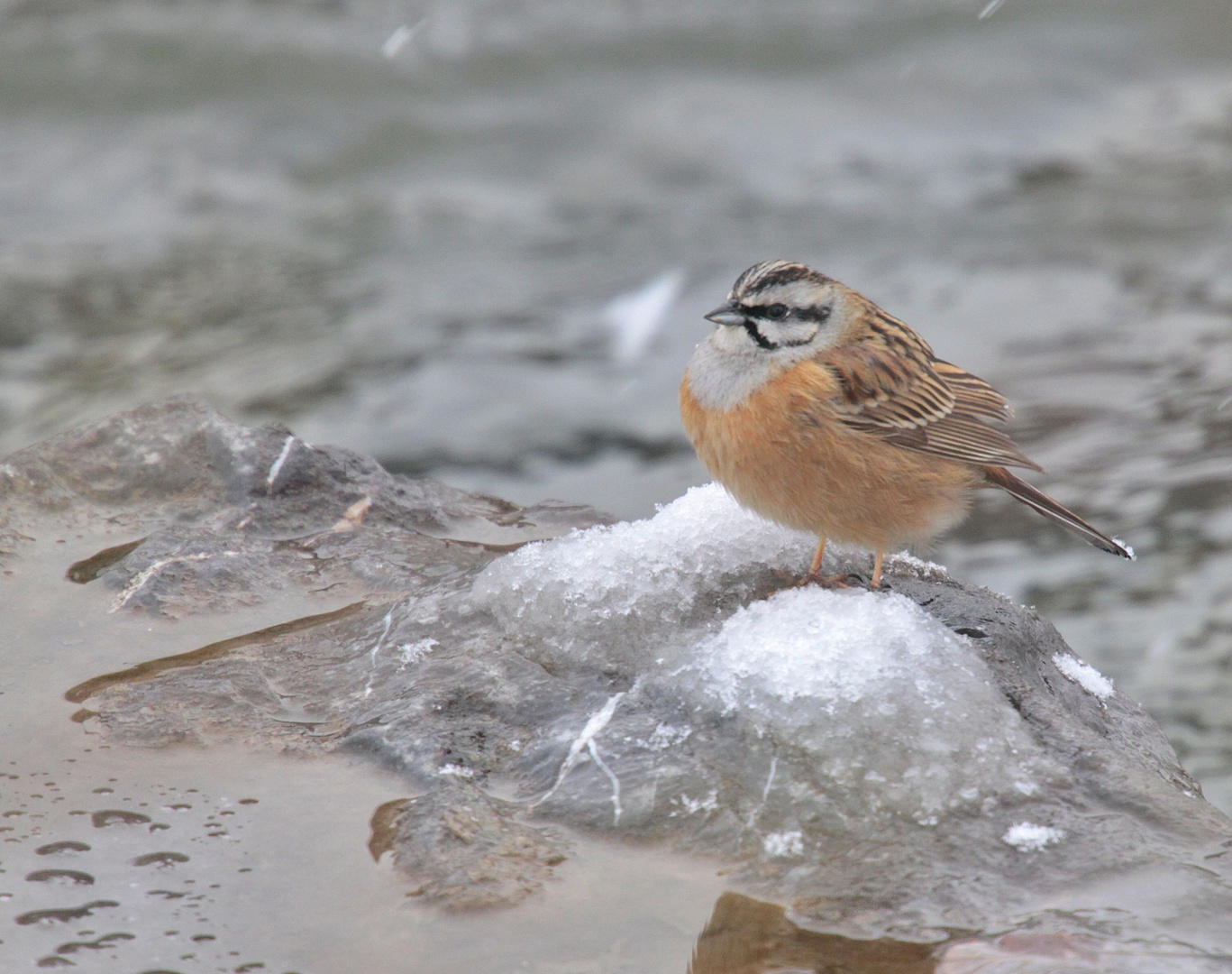 Emberiza cia...