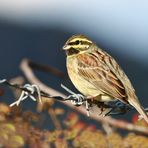 Emberiza cirlus