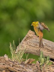 Emberiza citrinella