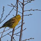 Emberiza citrinella