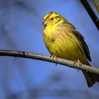 Emberiza citrinella