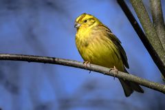 Emberiza citrinella