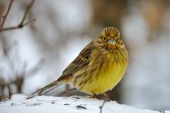 Emberiza citrinella