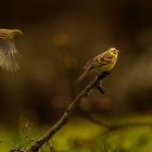 Emberiza citrinella