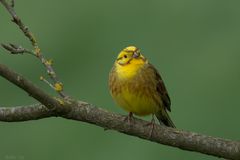 Emberiza citrinella