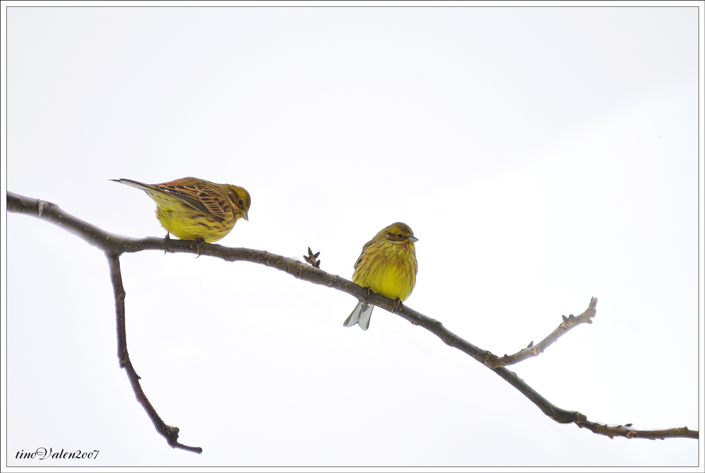 ... Emberiza citrinella ...